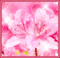 Lucy_Ayume's Avatar