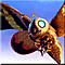Mothra!!!