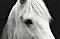 horseydolphin's Avatar