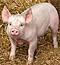 bacon71's Avatar