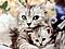 qtkitten{Tomcatdye}