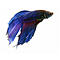 Carolinbe's Avatar